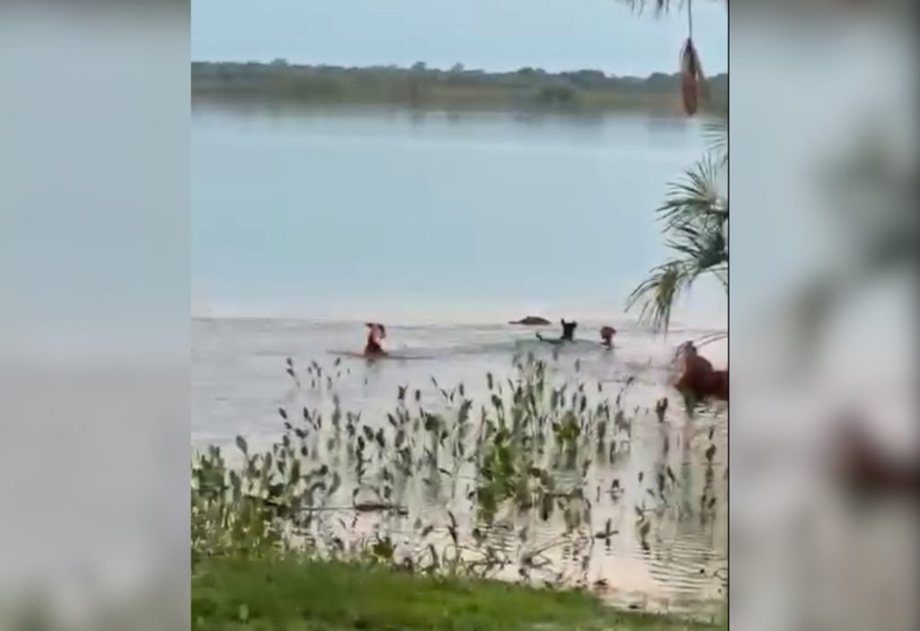 Jacaré dá bote em cachorro, que desaparece na água em lago no TO; VÍDEO